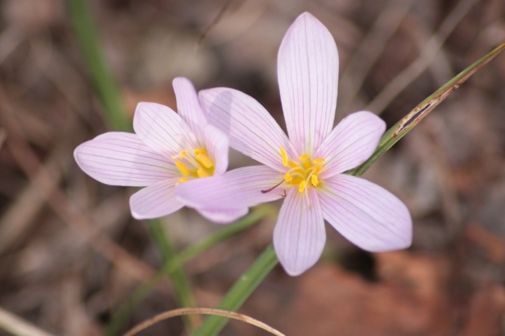 Fiori da ID parco del ticino